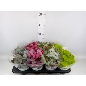 Begonia BD 'Beleaf'   ...mix