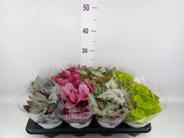 <h4>Begonia BD 'Beleaf'   ...mix</h4>