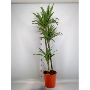 Dracaena fr de 'Warneckei'