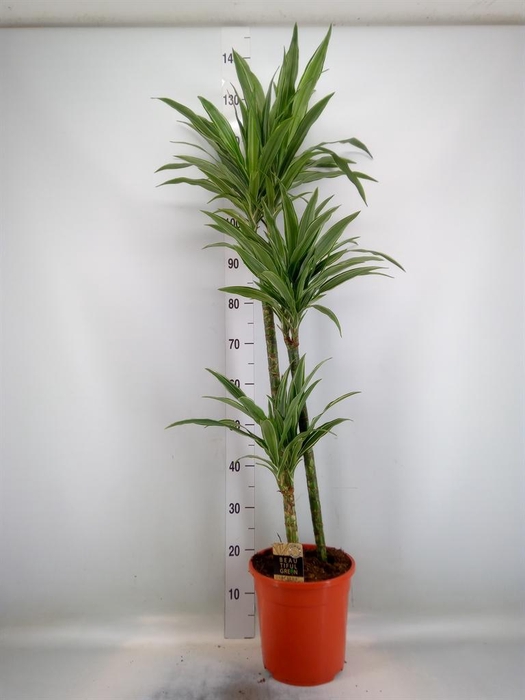 <h4>Dracaena fr de 'Warneckei'</h4>