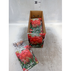 Tulipa   ...flowerbulbs