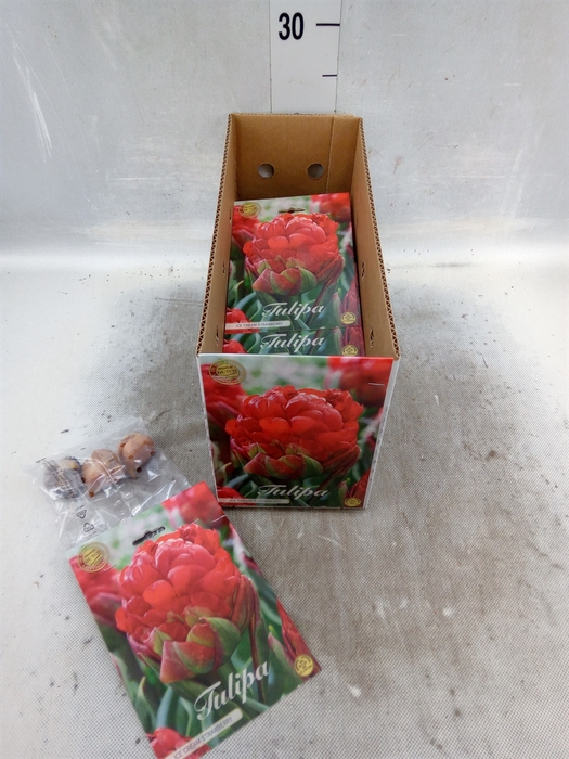 <h4>Tulipa   ...flowerbulbs</h4>