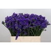 Limonium Navy Sun Birds