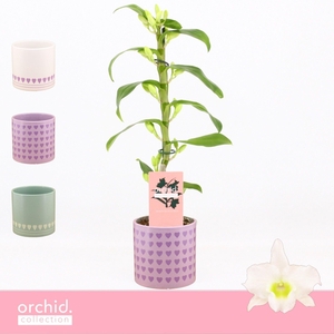 Dendrobium Nobilé, Apollon 1-spike Compact in Horizon Love 'Orchid Collection'