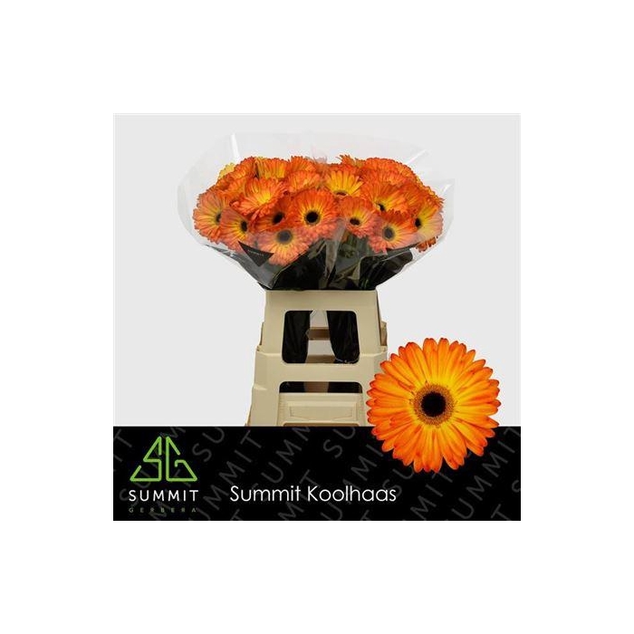 <h4>Ge Gr Catwalk</h4>