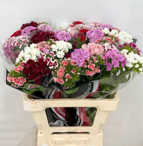 <h4>Dianthus Br Doblino Rainbow Mix</h4>