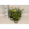 Osteospermum Senorita Kiki (Yellow)