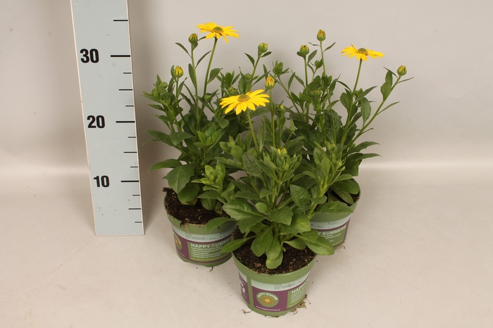 Osteospermum Senorita Kiki (Yellow)