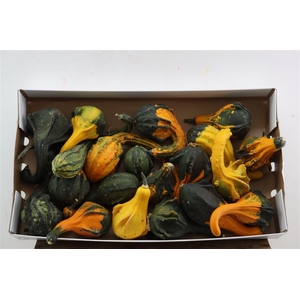 Sier Cuc P Indian Mix X20