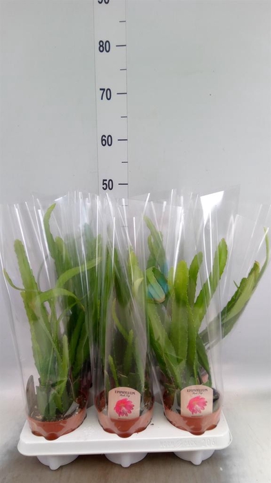 <h4>Epiphyllum   ...</h4>