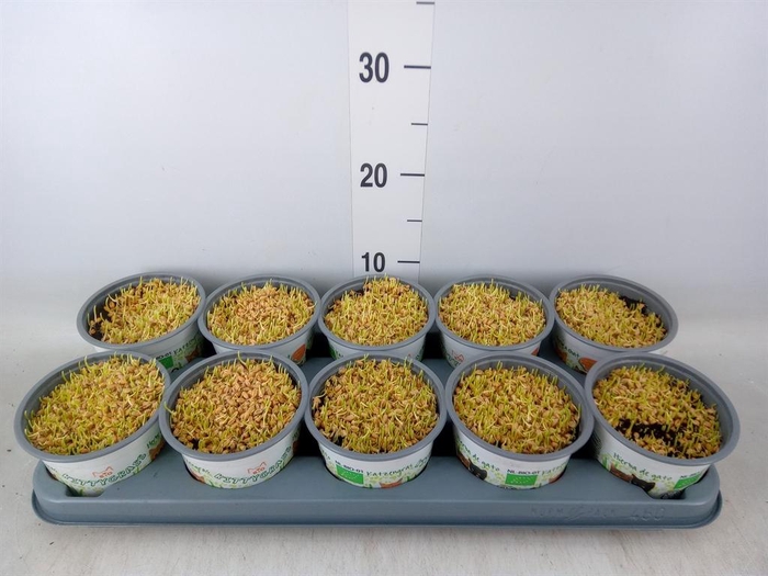 <h4>Hordeum sp.   ...kattegras zaai</h4>