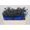 Eryngium Blue Dynamite