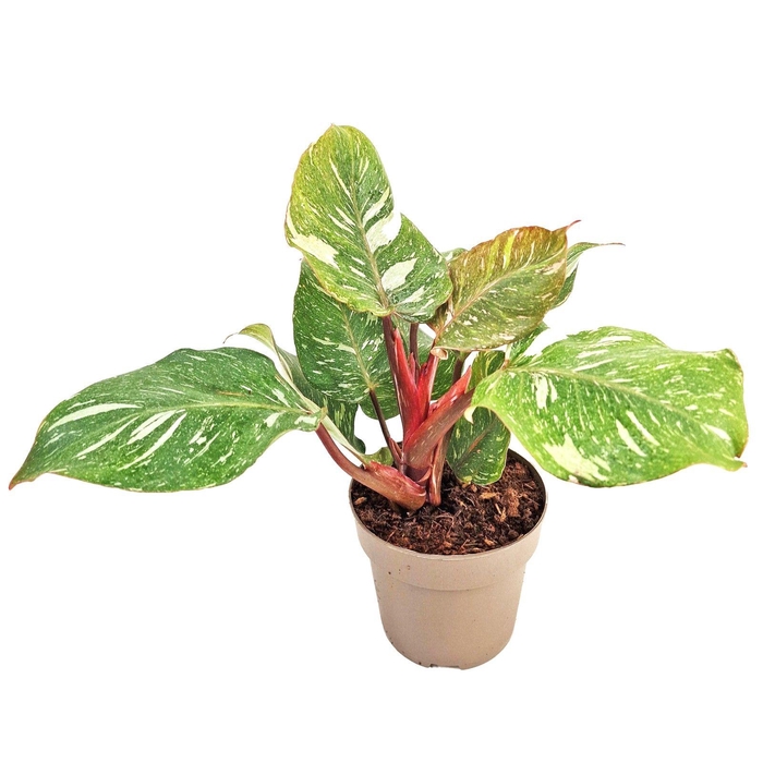 <h4>Philodendron White Knight Marble King</h4>