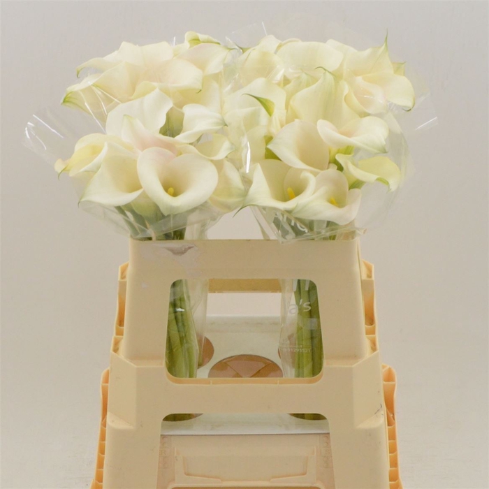 <h4>Calla Ventura | XXL</h4>