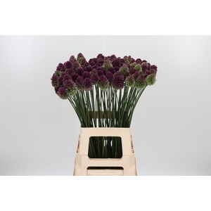 Allium Sphaerocephal (kogel)