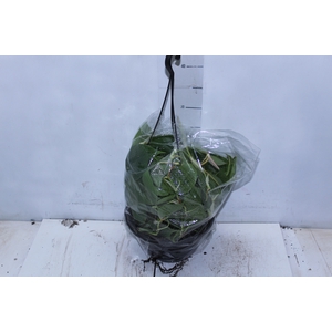 PHILODENDRON SCANDENS C21 PENDENTE