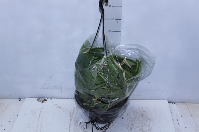 <h4>PHILODENDRON SCANDENS C21 PENDENTE</h4>