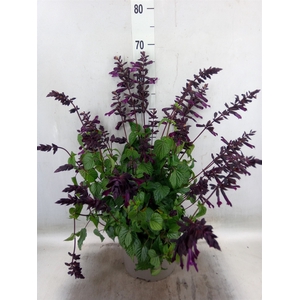 Salvia  'Salgoon Lake Como'