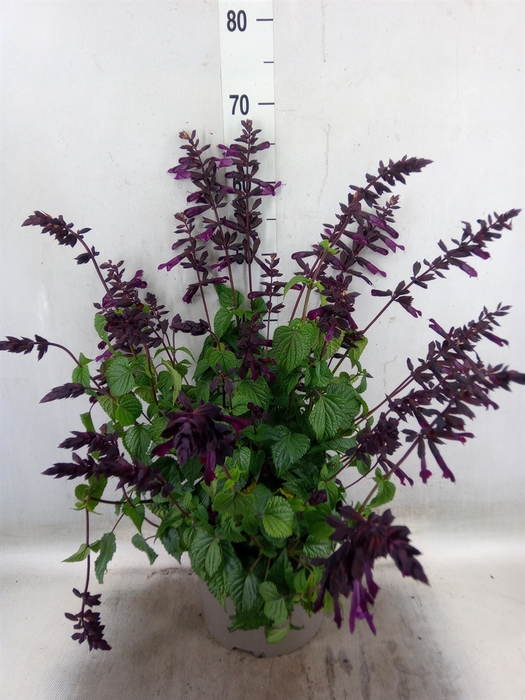 <h4>Salvia  'Salgoon Lake Como'</h4>
