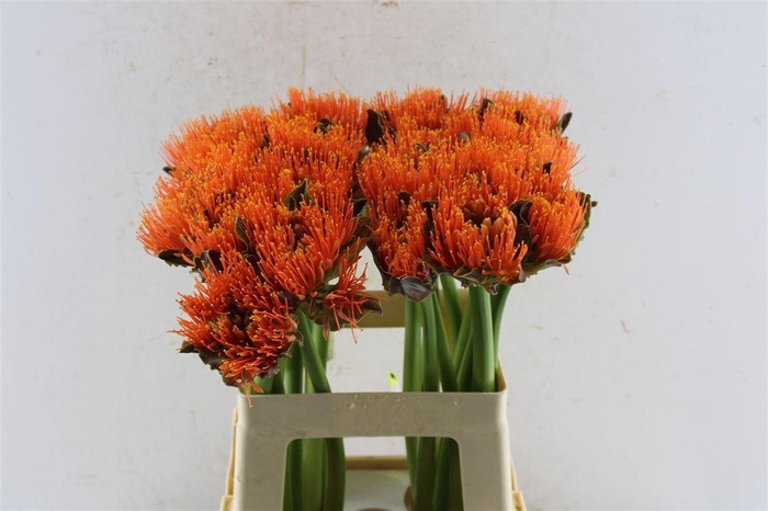 <h4>Scad M King O Orange</h4>