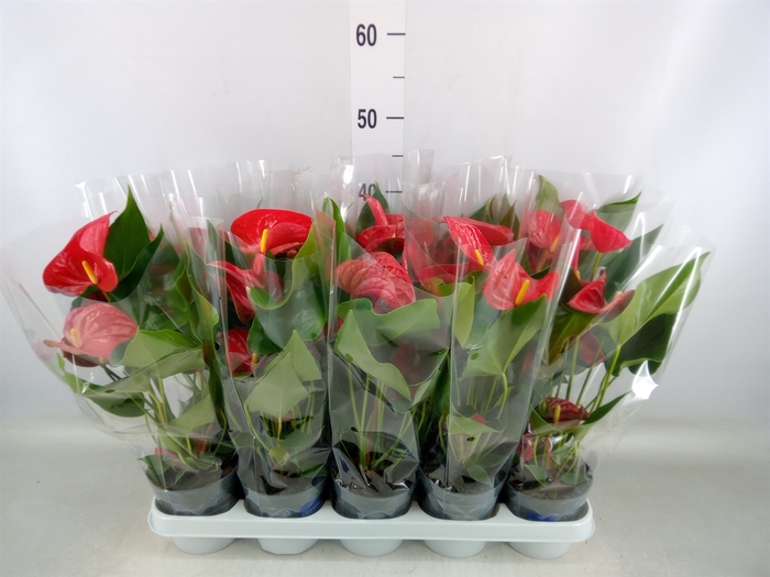 Anthurium andr. 'Karma Red'