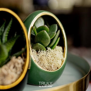 TRULY Crassula, Egg Green gold