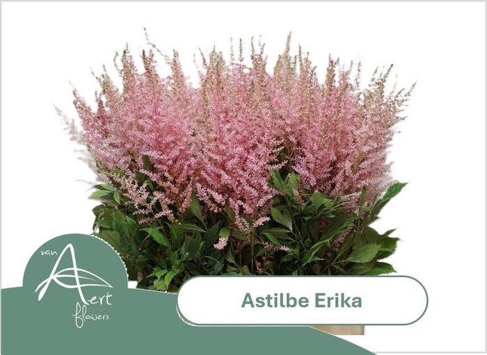 <h4>ASTIL ERIKA</h4>