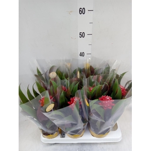 Guzmania  'Priscilla'