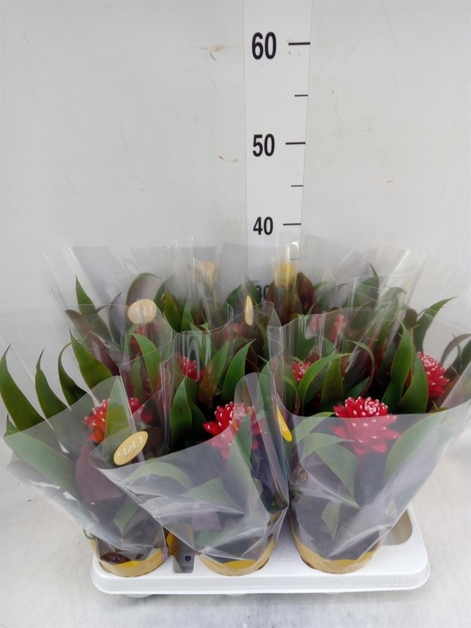<h4>Guzmania  'Priscilla'</h4>