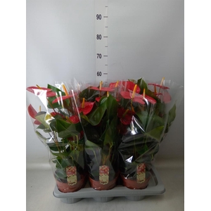 Anthurium andr. 'Idaho'