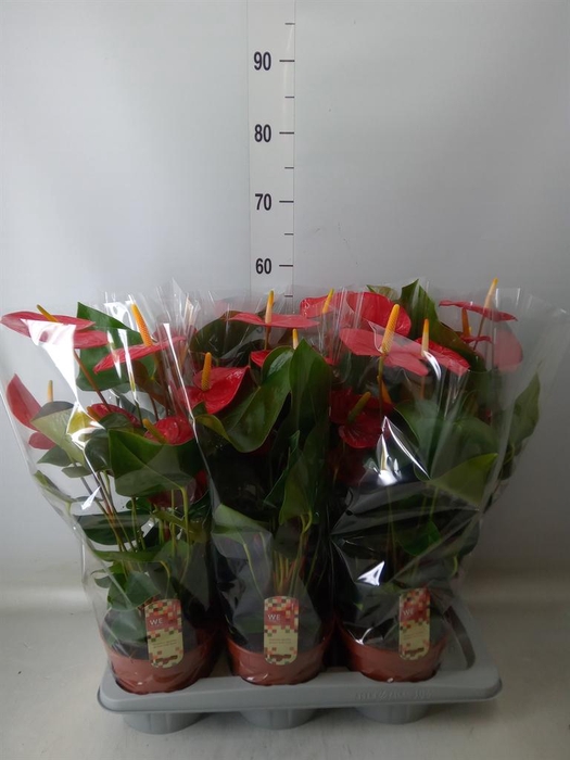 <h4>Anthurium andr. 'Idaho'</h4>