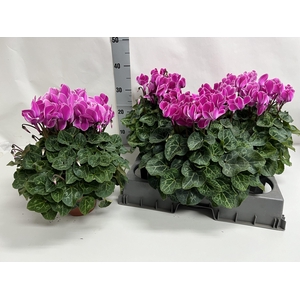 CYCL GR SUP XL PINK