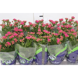 KALANCHOE DOBRADO P11 LILAS
