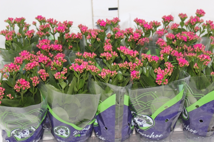 <h4>KALANCHOE DOBRADO P11 LILAS</h4>