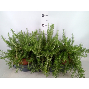 Rosmarinus officinalis 'Prostratus'