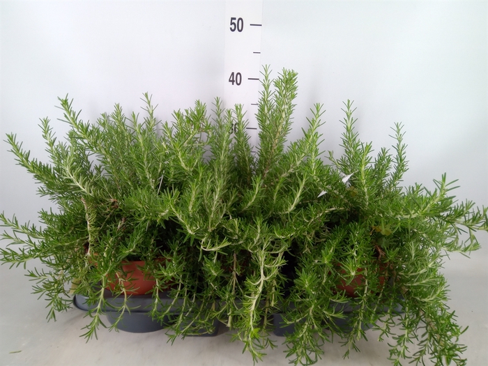 <h4>Rosmarinus officinalis 'Prostratus'</h4>
