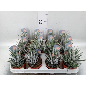 Haworthia fasciata 'Alba'