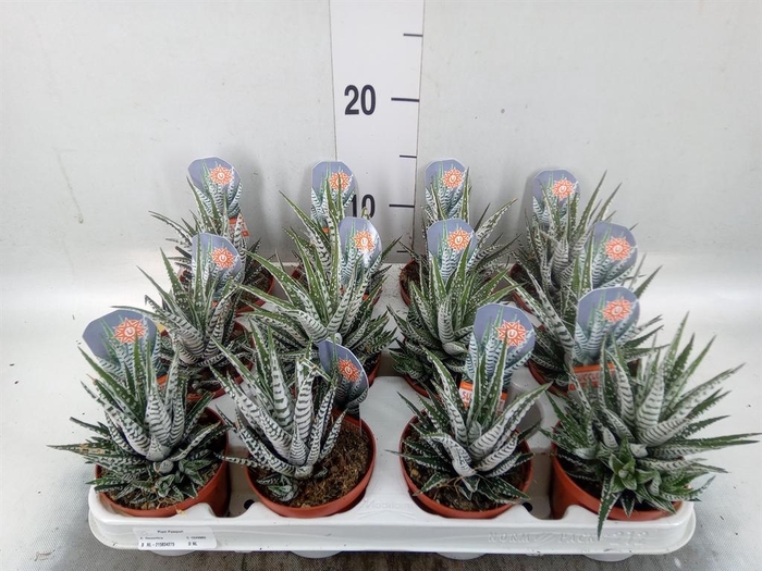 <h4>Haworthia fasciata 'Alba'</h4>