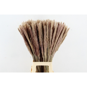 DF Pampas Silvy  Natural