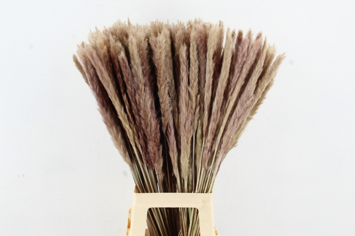 <h4>DF Pampas Silvy  Natural</h4>