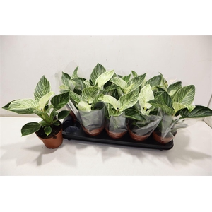 Phil Overig White Wave