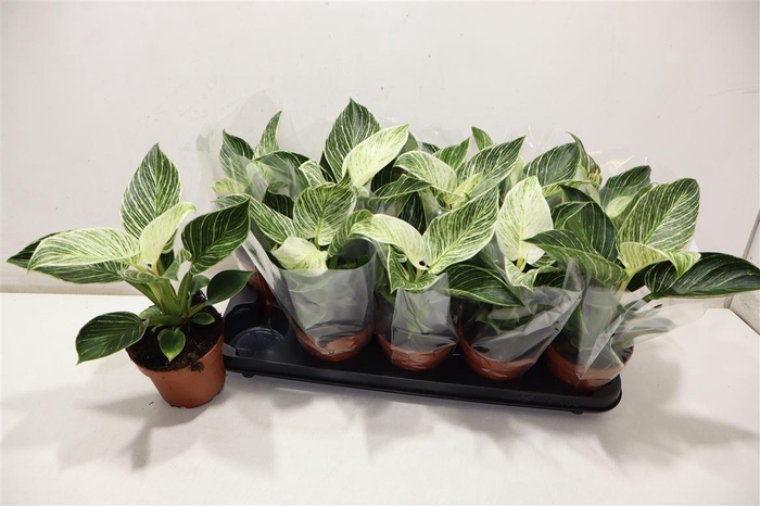 <h4>Phil Overig White Wave</h4>