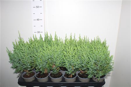 <h4>Juni Ch Stricta</h4>
