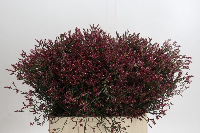 Limonium Scarlet Diamond
