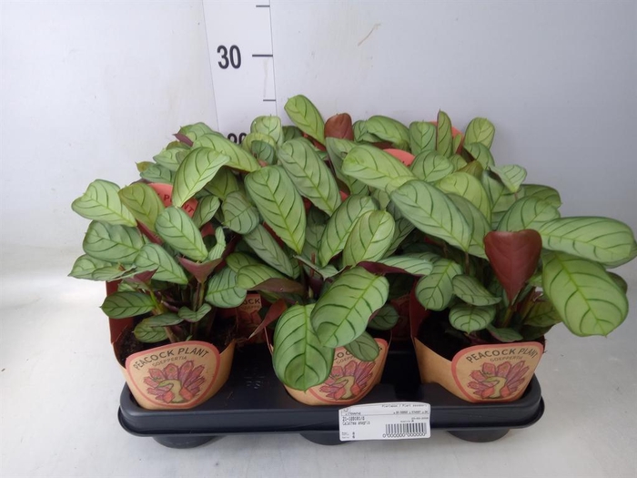 <h4>Calathea   ...</h4>