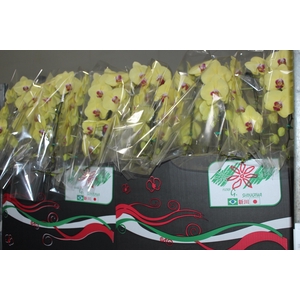 PHALAENOPSIS CASCATA P15 AMARELO MIN 11 FLS