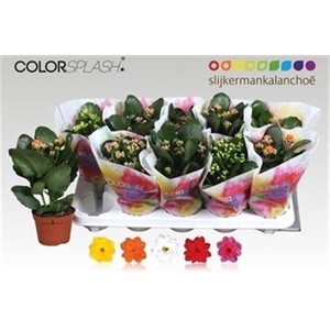 Kalanchoe blossfeldiana gevuld gemengd 5 kleuren