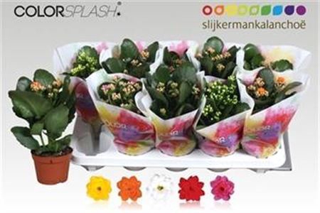 <h4>Kalanchoe blossfeldiana gevuld gemengd 5 kleuren</h4>
