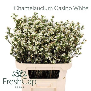 Chame Un Casino White Ex 80cm