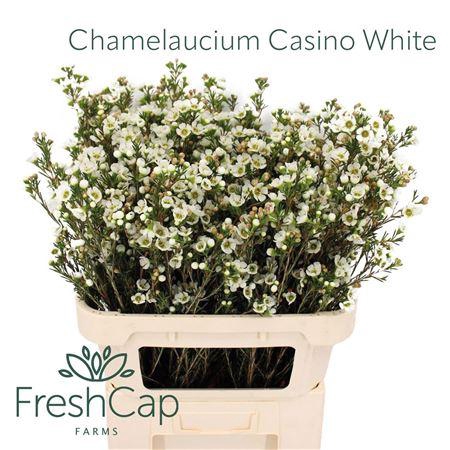 Chame Un Casino White Ex 80cm